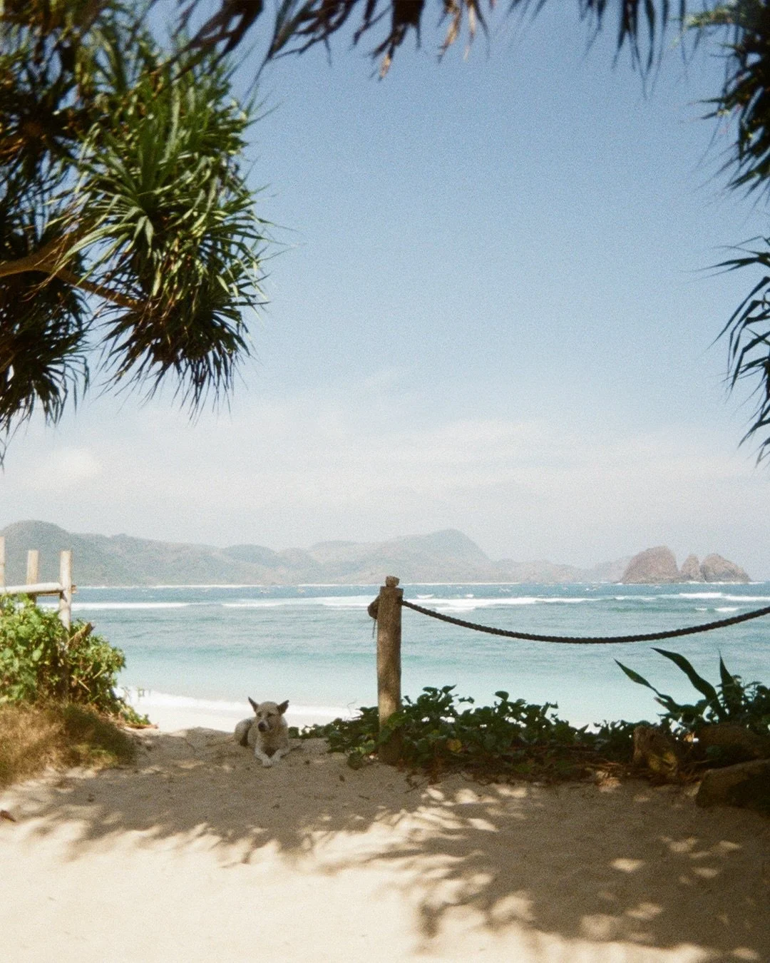 Dogs, waves and monkeys 🥰🐒
analoge photos from Indonesia✨

#analogphotography #kodak #photography #indonesia #surfing