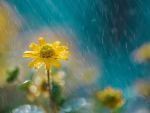 Me and my Friend, the Rain 