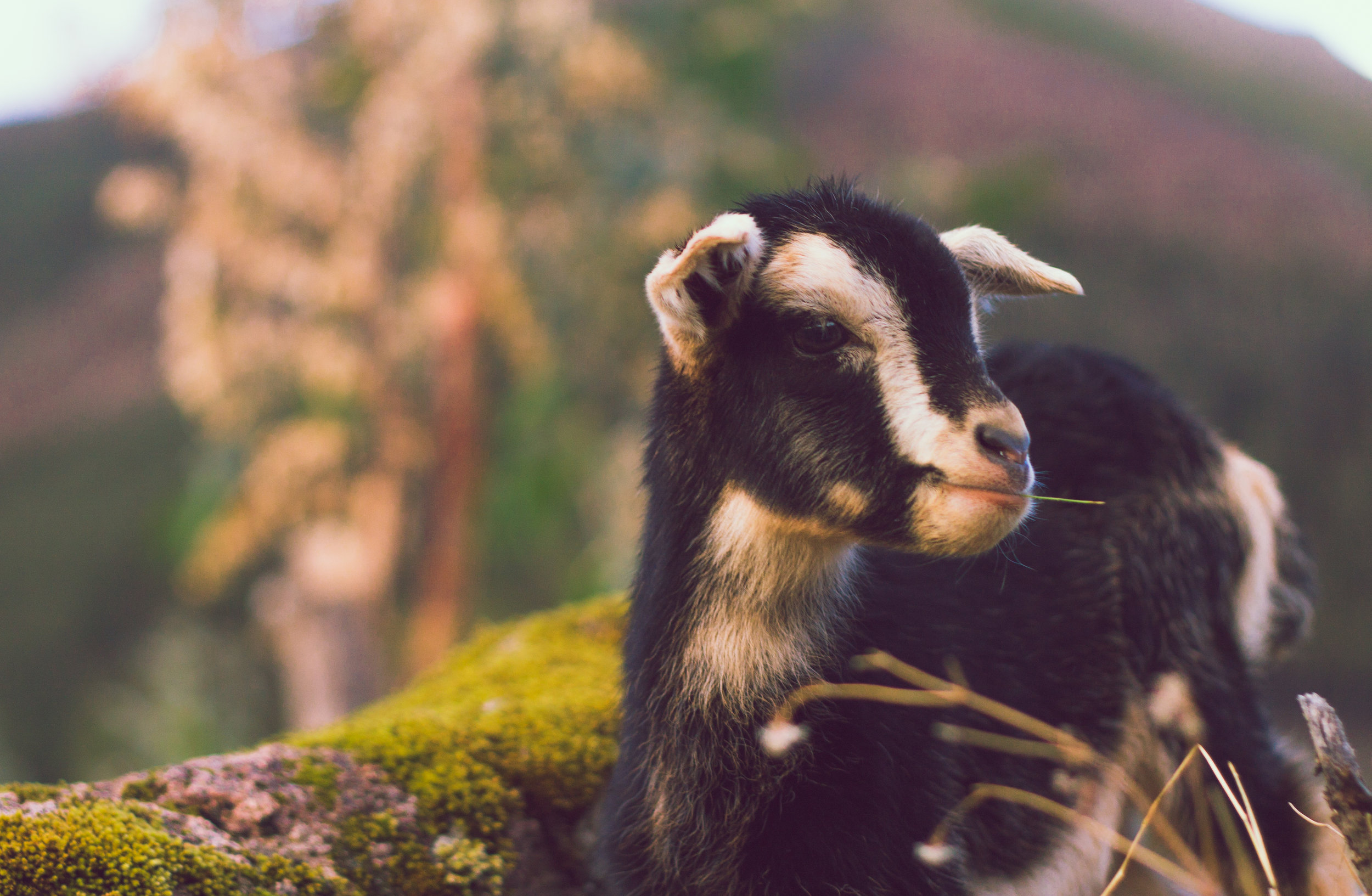 Goat Yoga at Broad Ripple Farmer's Market