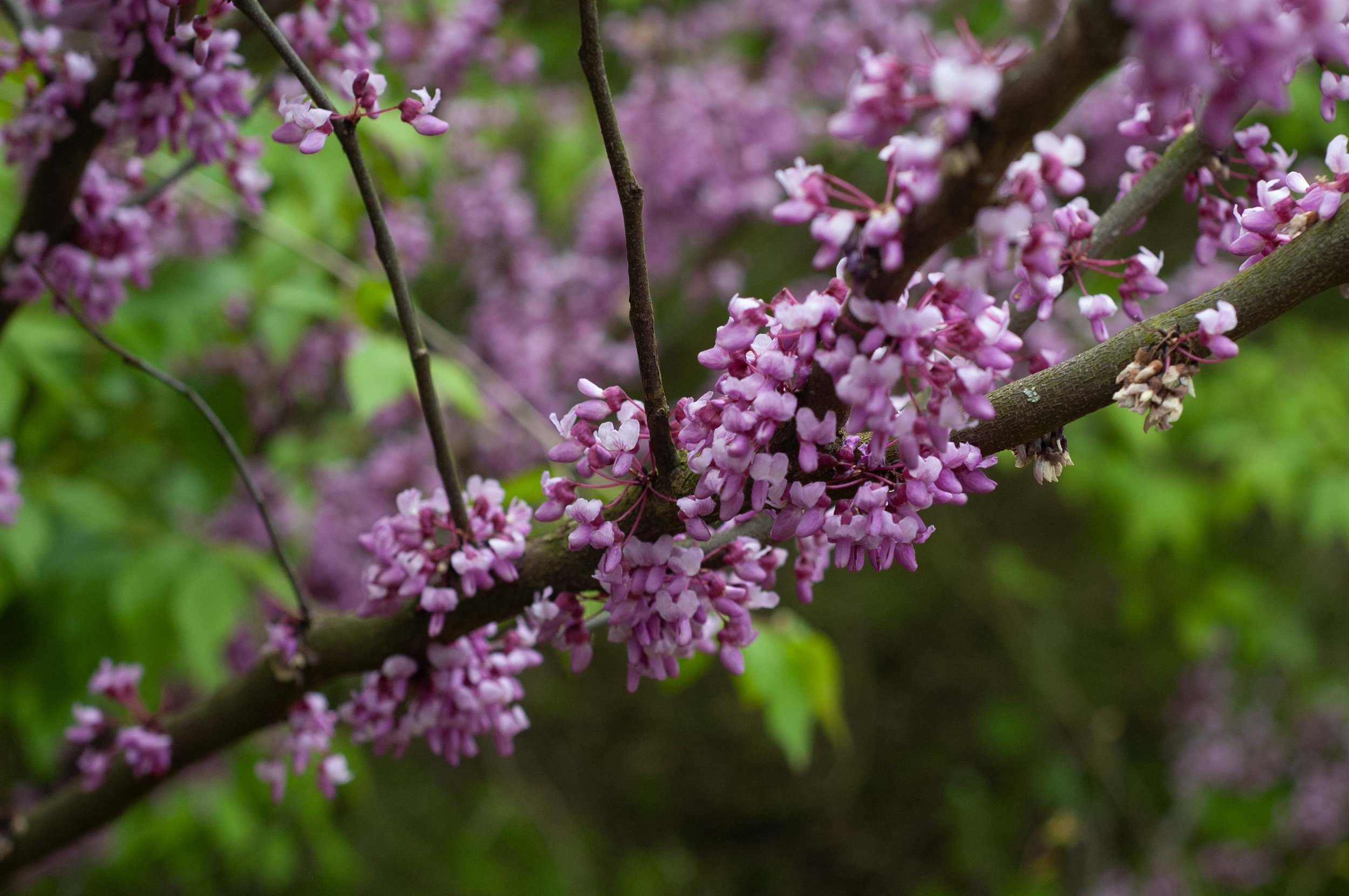 The Magic Tree in the Yard