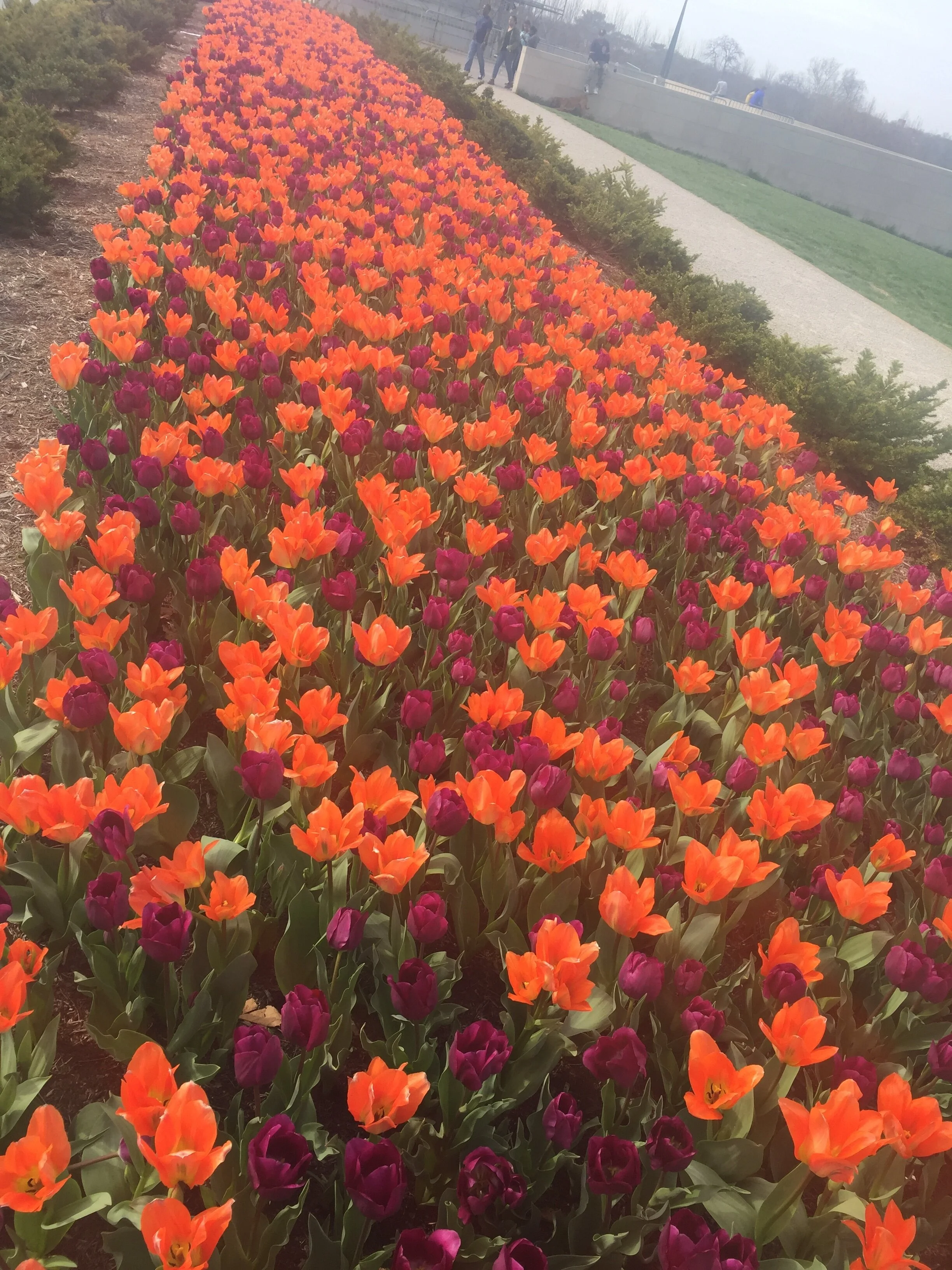 Restorative Yoga Garden of Intention 24 hour access