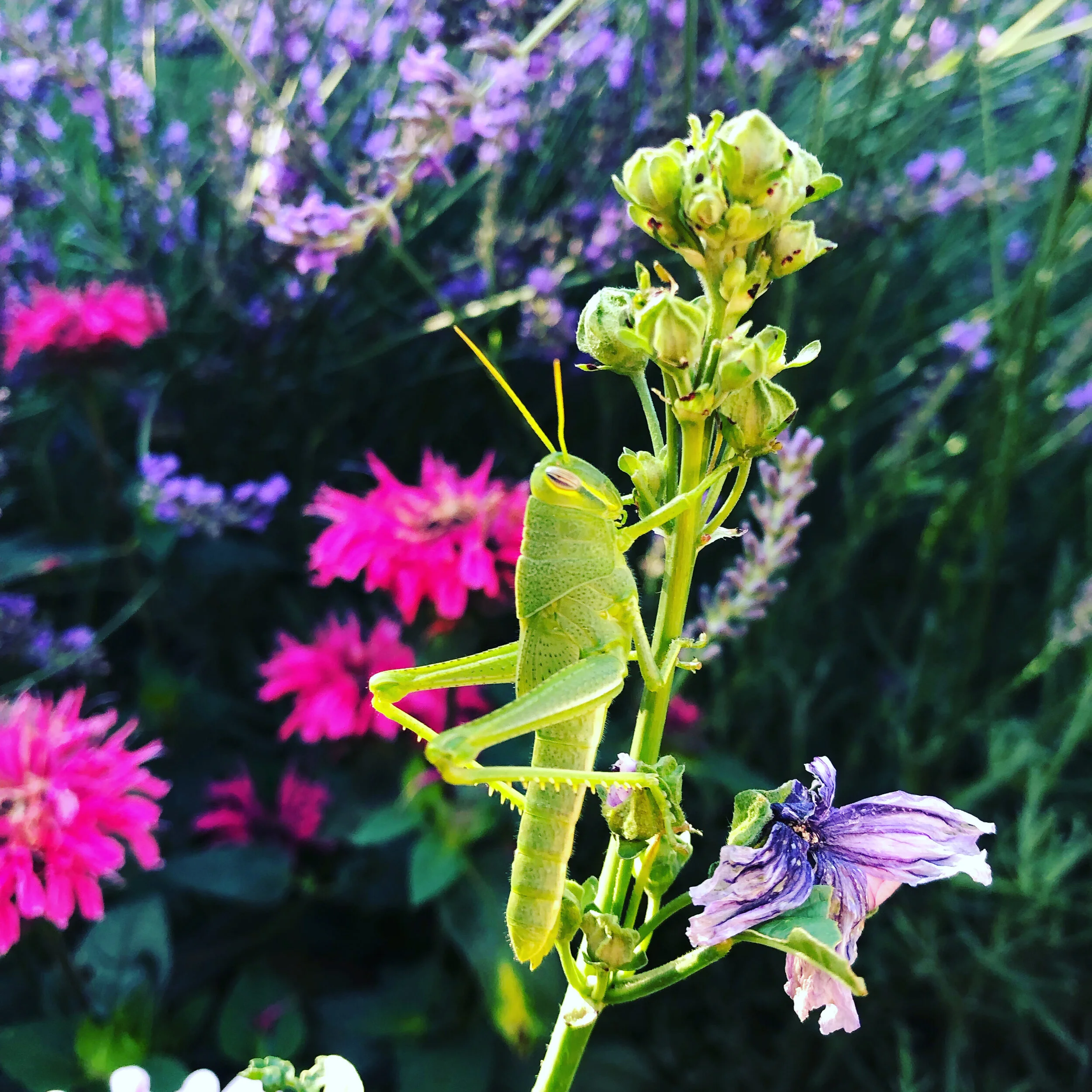 bugs in your brain...