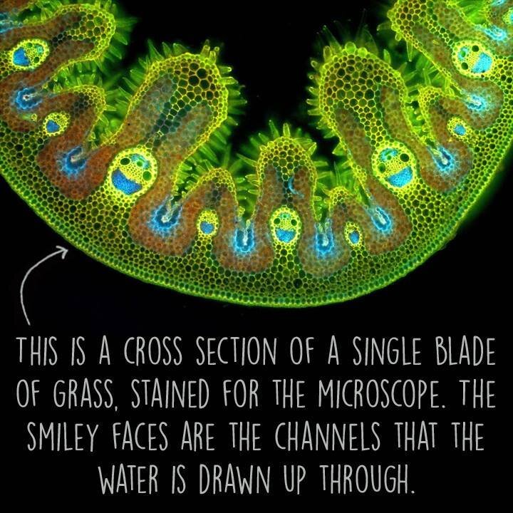 Lifetime Access Restorative Yoga Practice: Love Your Cells