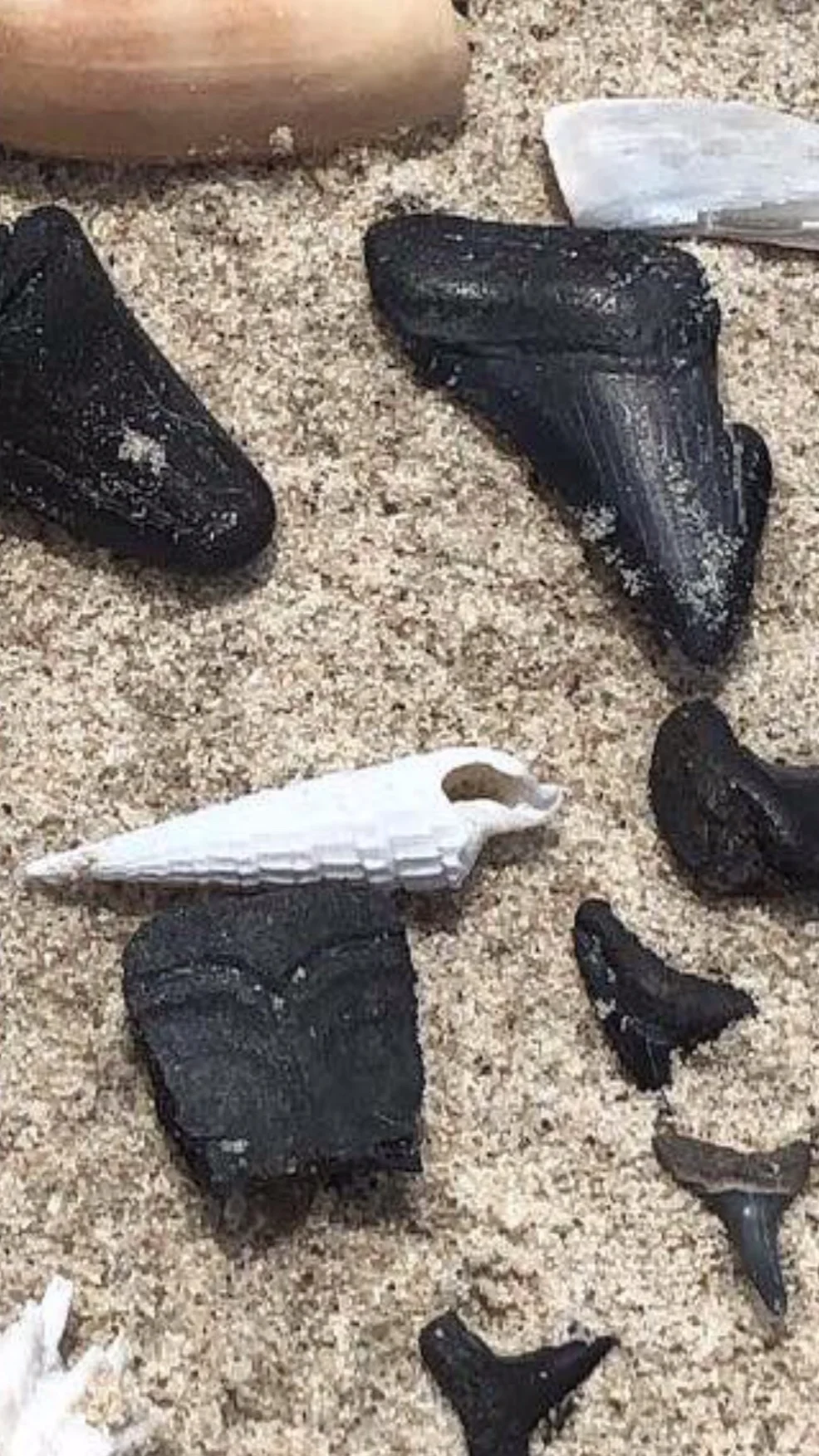 Hilton Head Sharks teeth hunting at its finest! — Native Son Adventures