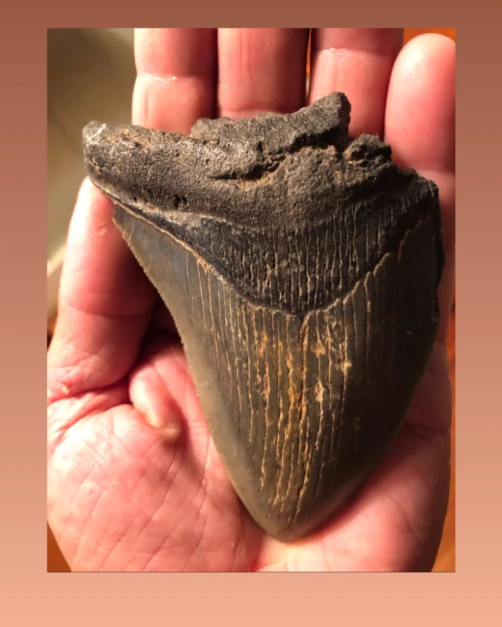 Fossilhunting CHRONICLES Native Son Adventures
