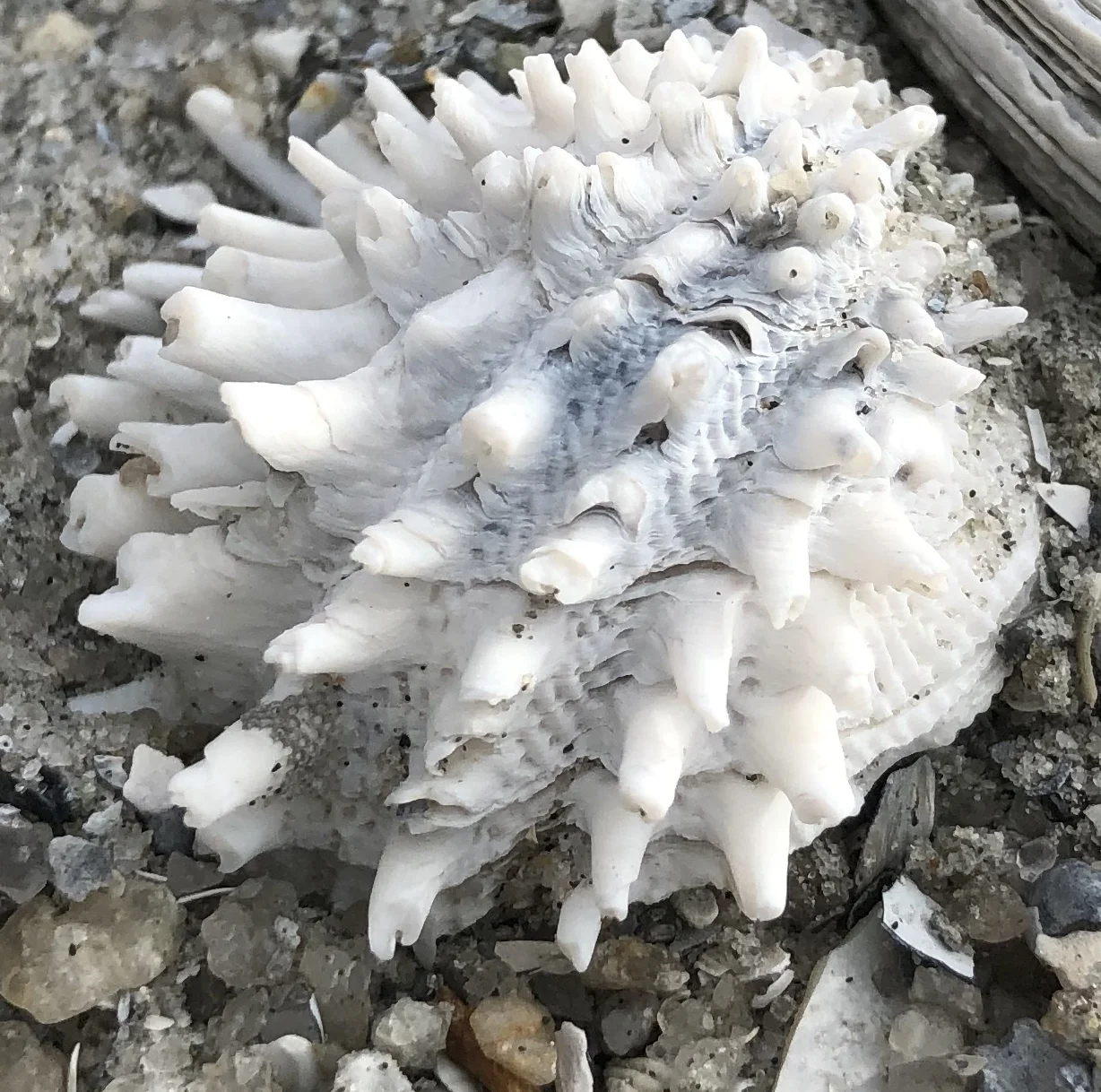 Find amazing Sharks Teeth and Shells on Hilton Head Island with Native