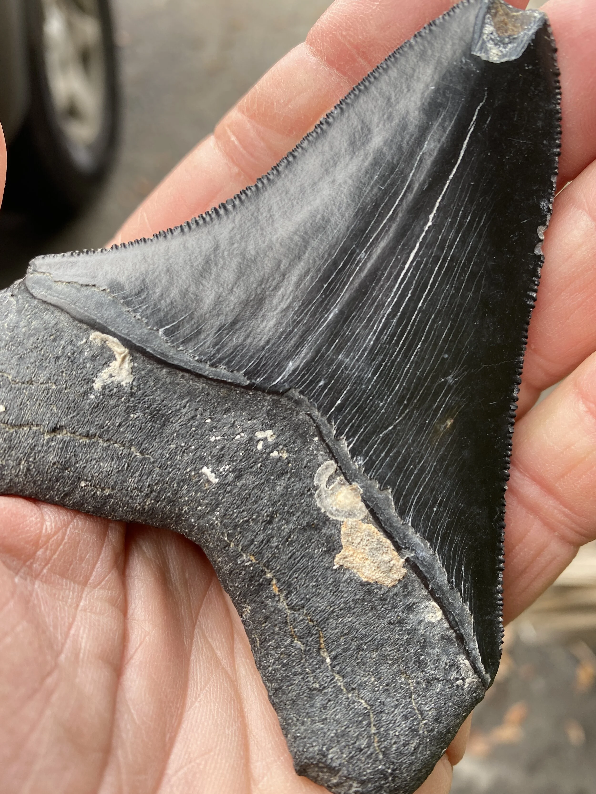 Hilton Head Sharks Teeth CHRONICLES Native Son Adventures