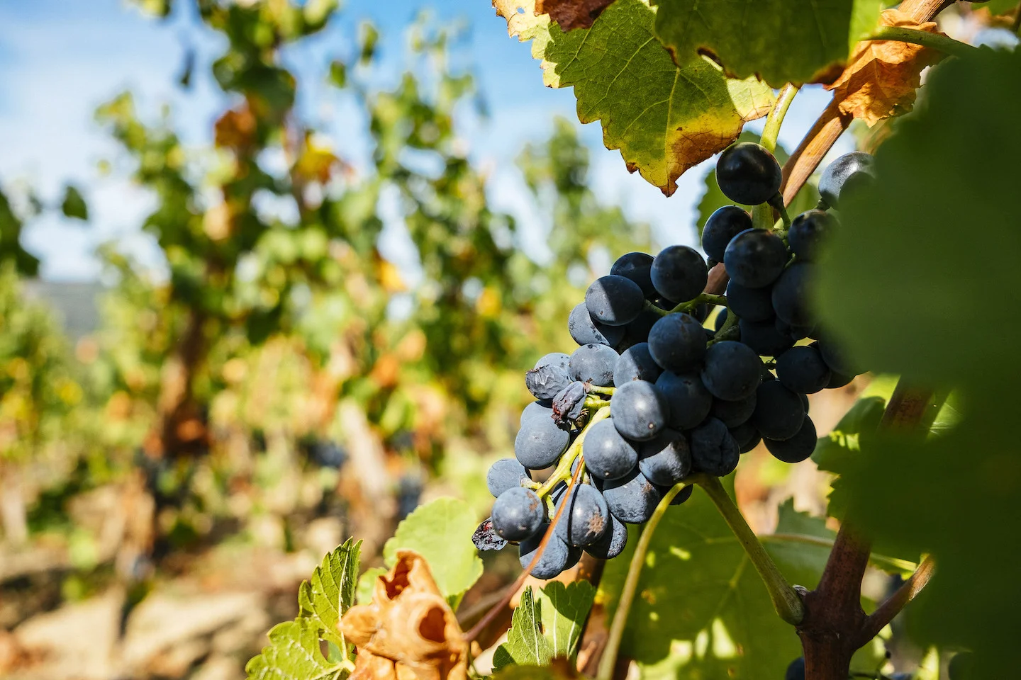 Vendanges Eymin-Tichoux