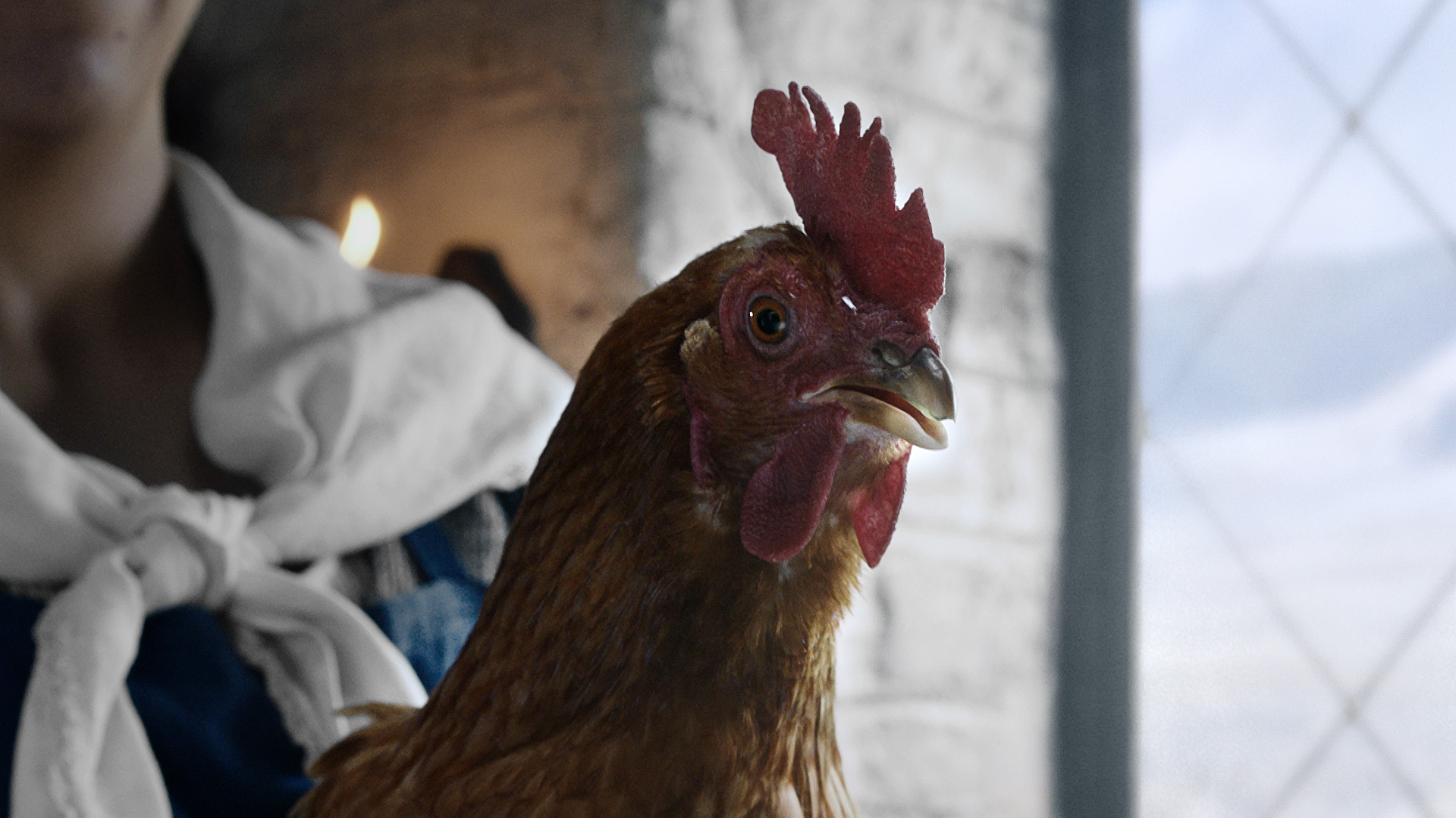 bos_chickchange.jpg