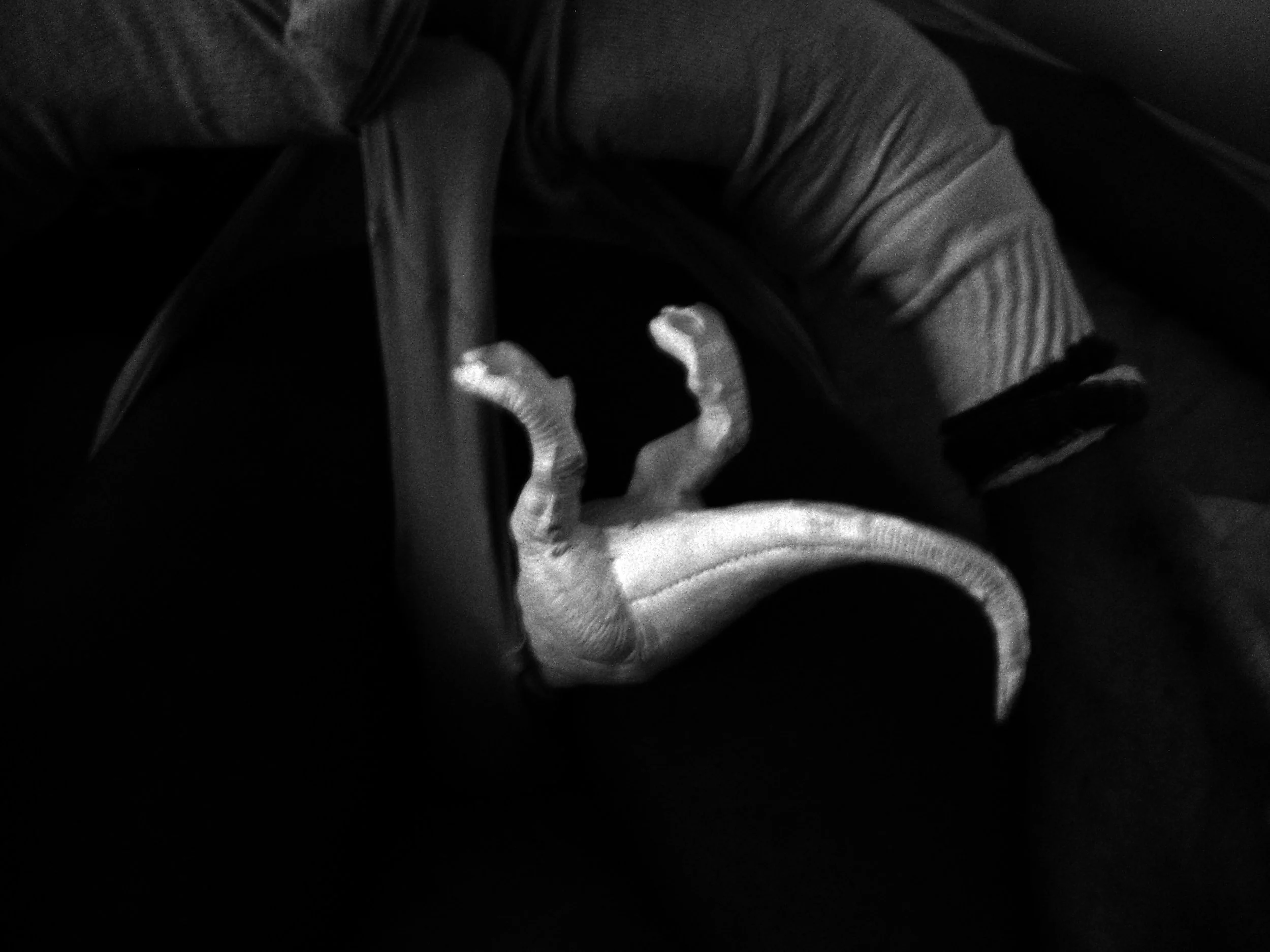 Fucked - 'No Die No Sore Lover...' Series 2008