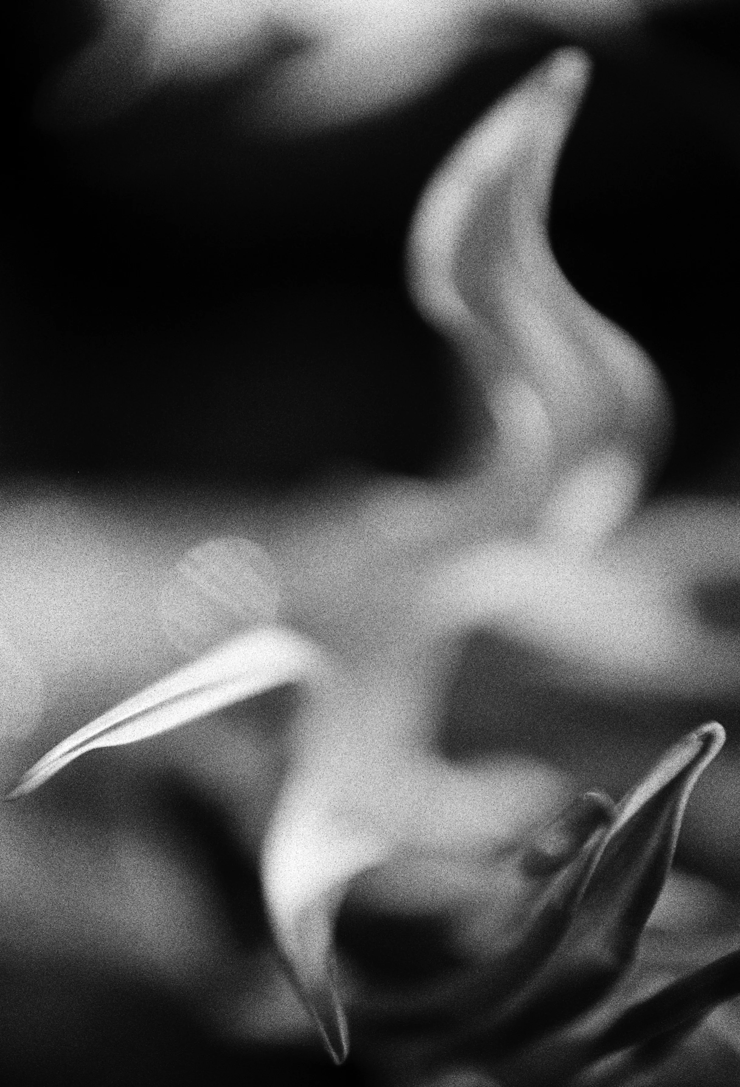 old flower in an old flat, both ephemieral, and that was that.jpg