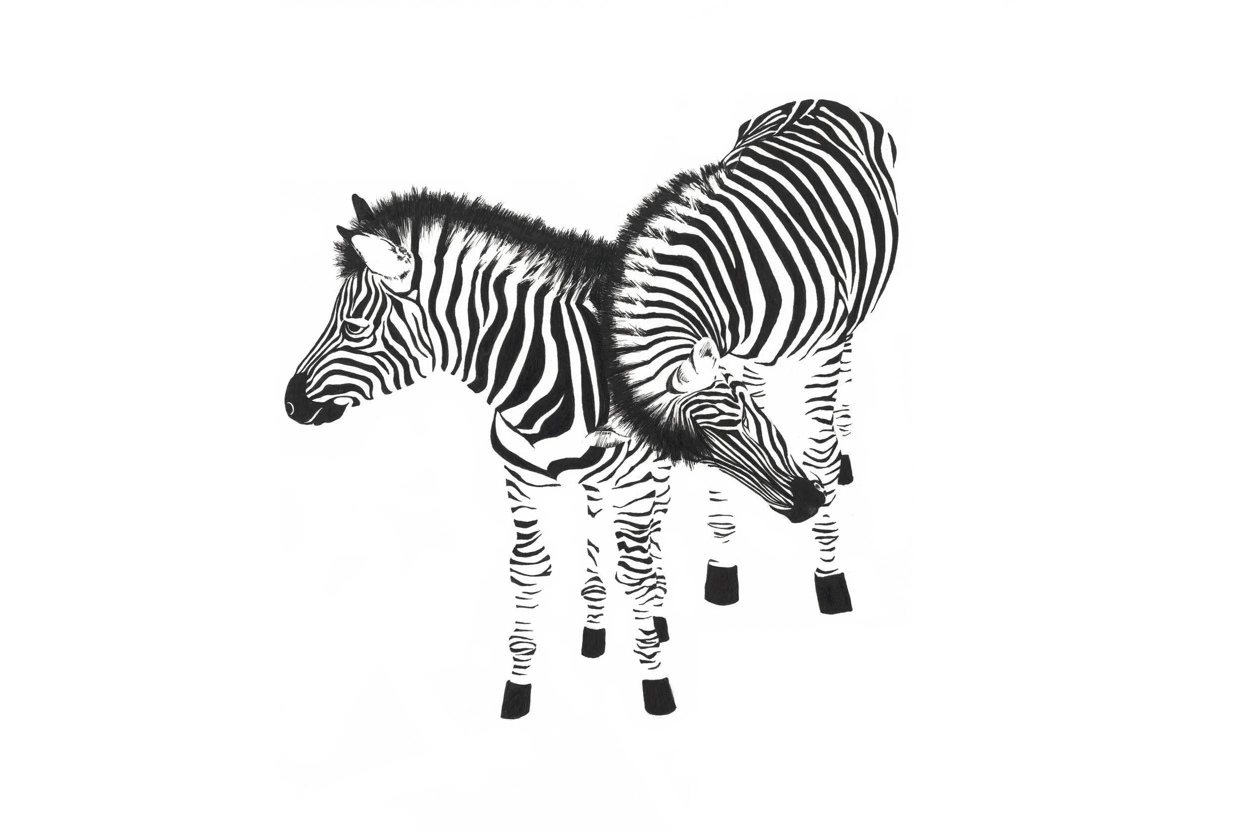 Zebras-web.jpg