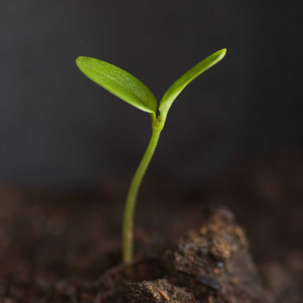 seedling2..jpg