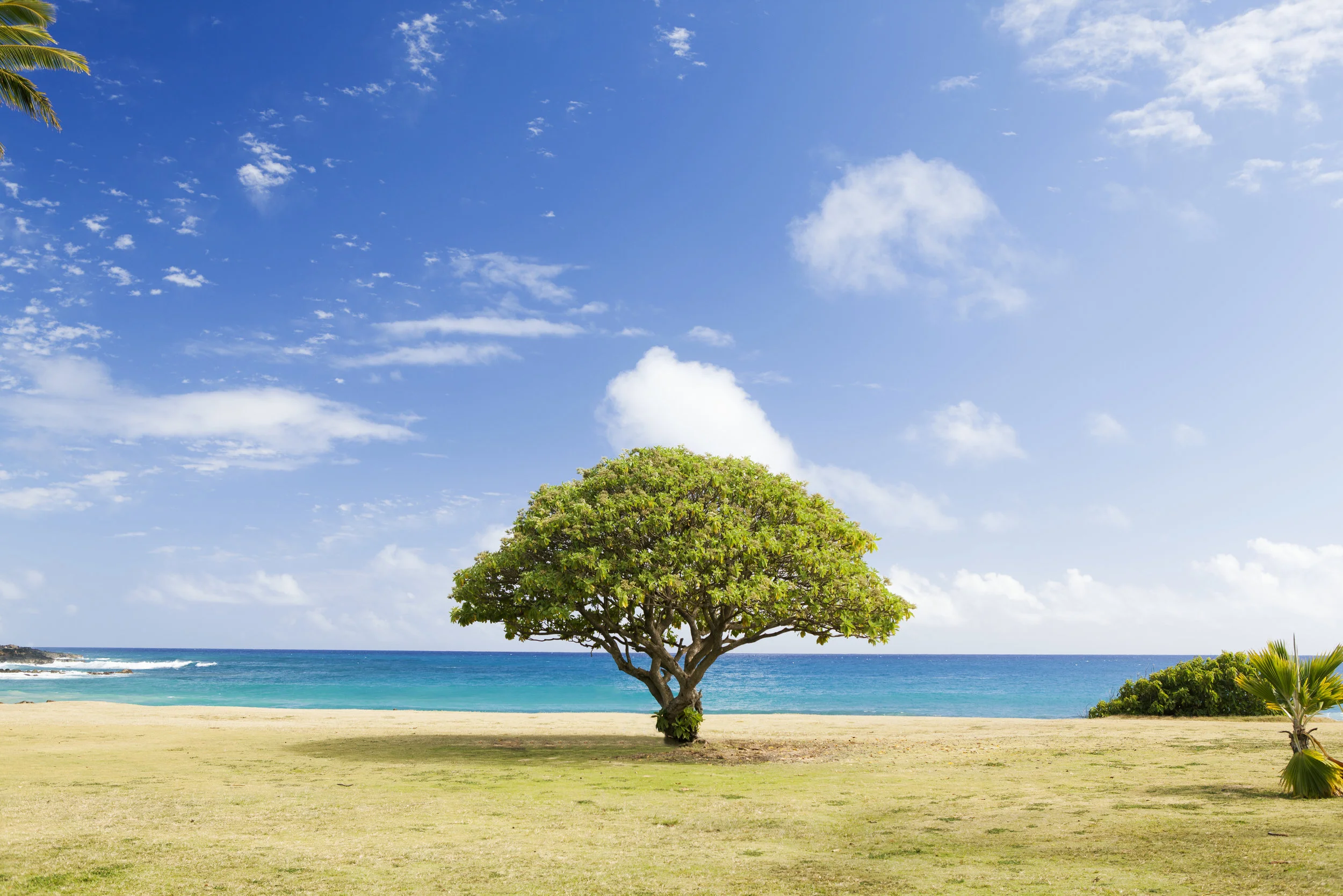 tree.jpg