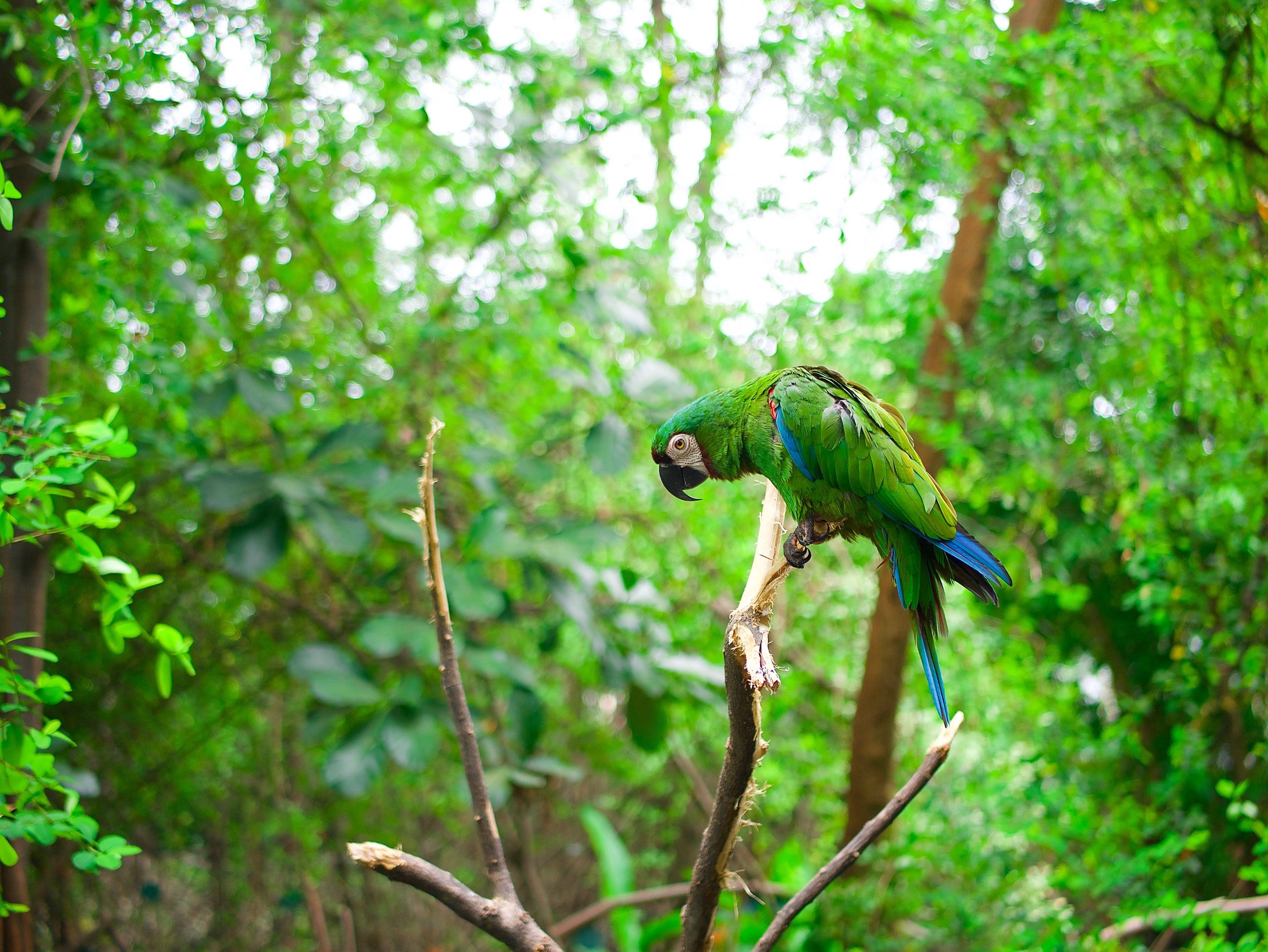 Reflections on the Amazon