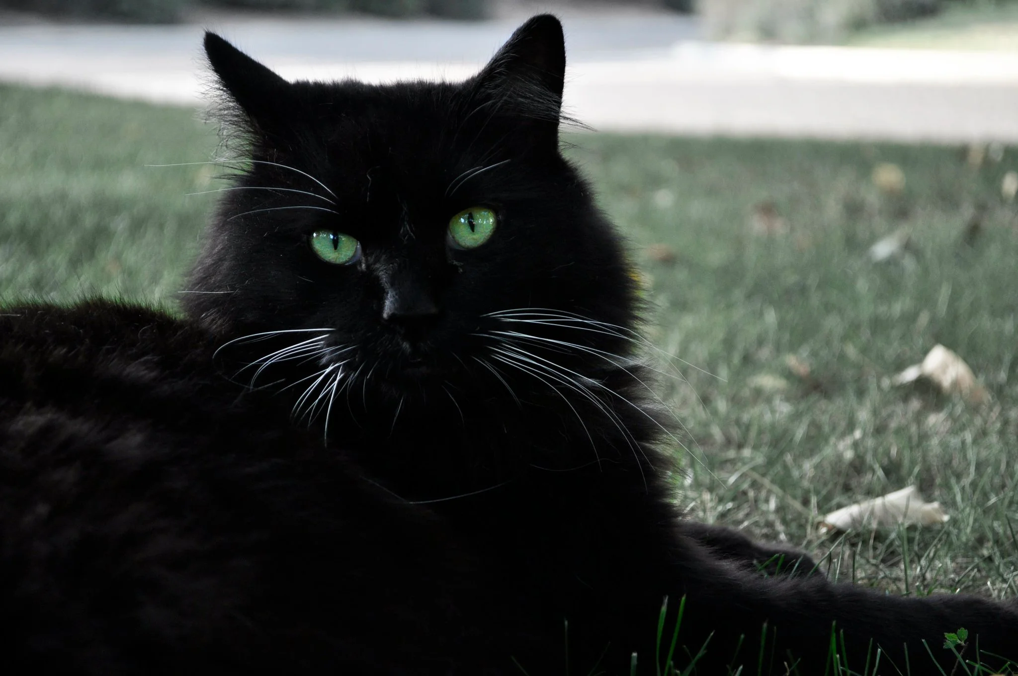 green_eyes_for_black_cats_by_nativekokopelli-d3ezdwx.jpg