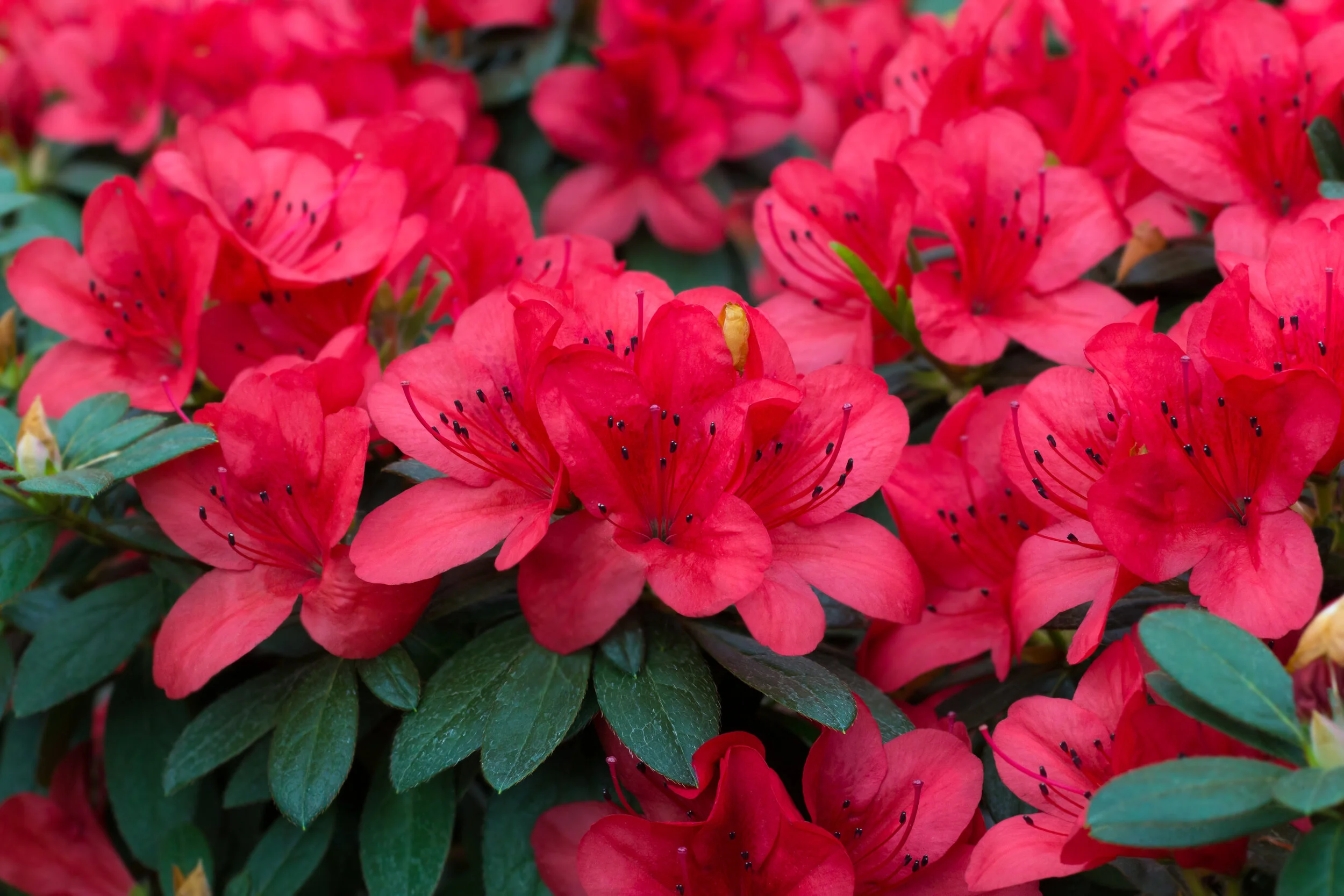 Native Azaleas state flower — ROSWELL MAGAZINE