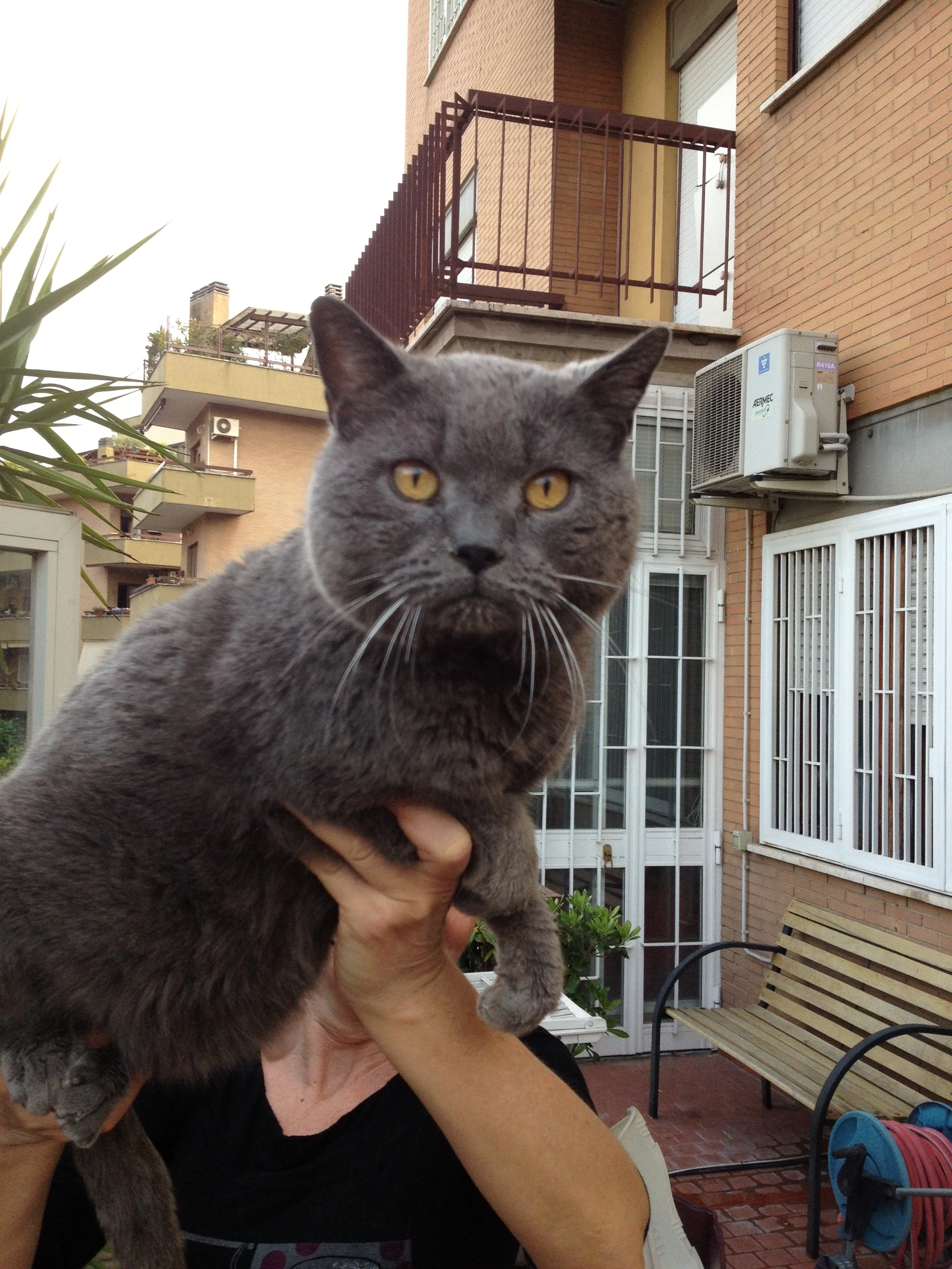 EC Aramis Albiero