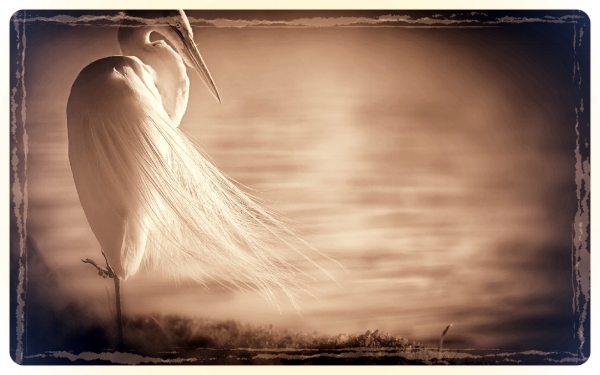 White-heron.jpg