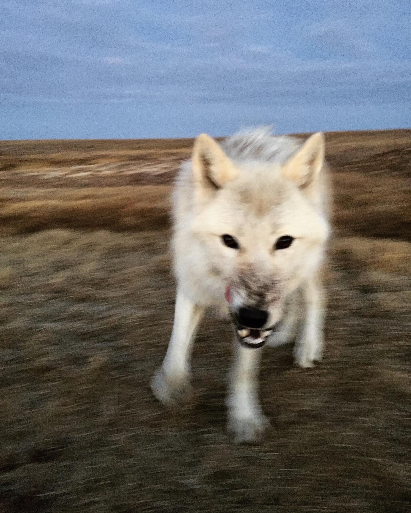 Three years ago today this guy came in for a closer inspection. Arctic wolves generally live short, intense lives. I wonder if he&rsquo;s still up there, roaming.
&mdash;
#nunavut #ellesmereisland #arcticwolf #wolf