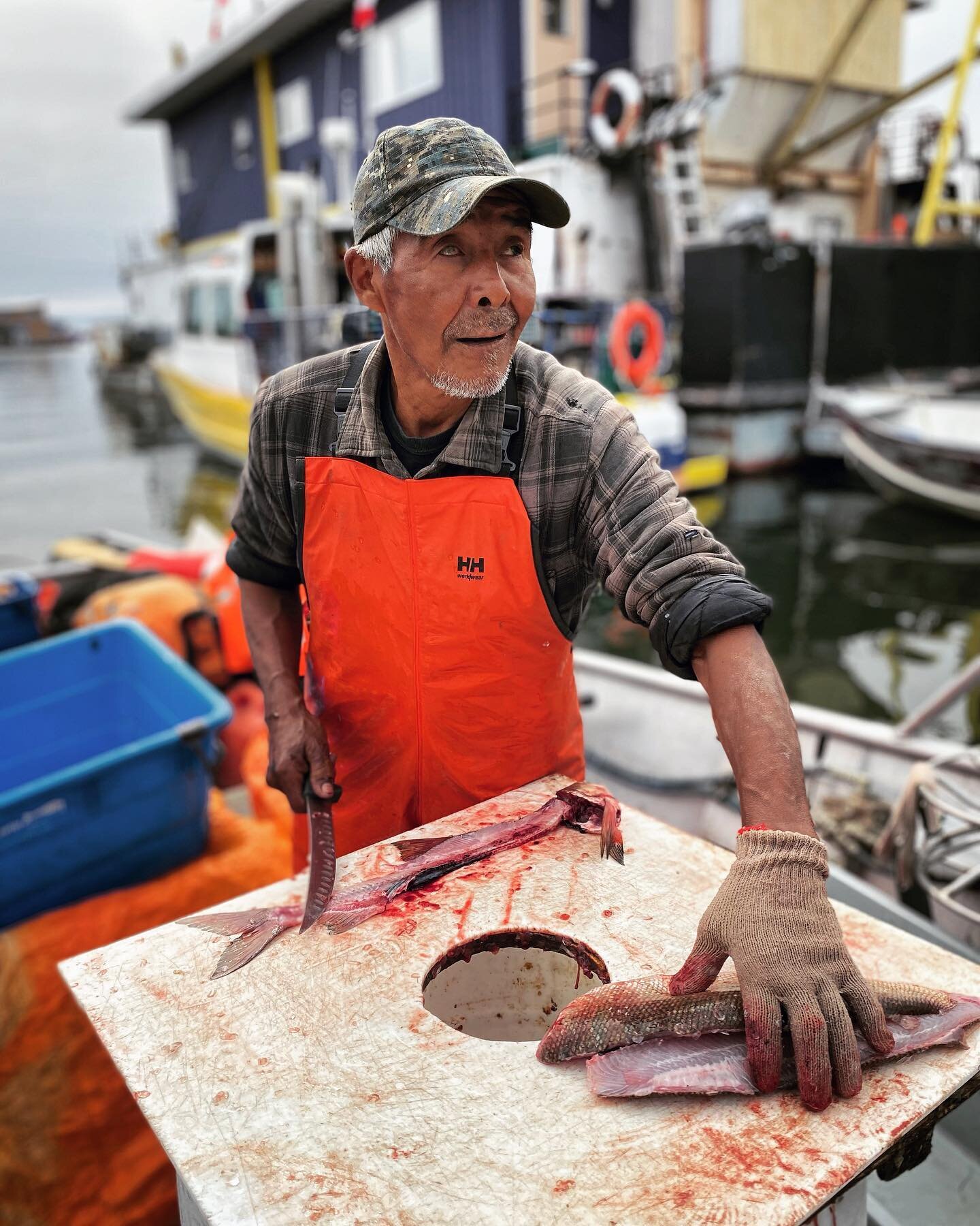 At the wharf Pete Enzoe is slapping down whitefish. Quick with his knife, down through the belly, out come the guts. Crunch, squish, slop while his dog, Wolf Rain, watches from a bed in the stern. He won&rsquo;t eat fish and so is bored. But the fish