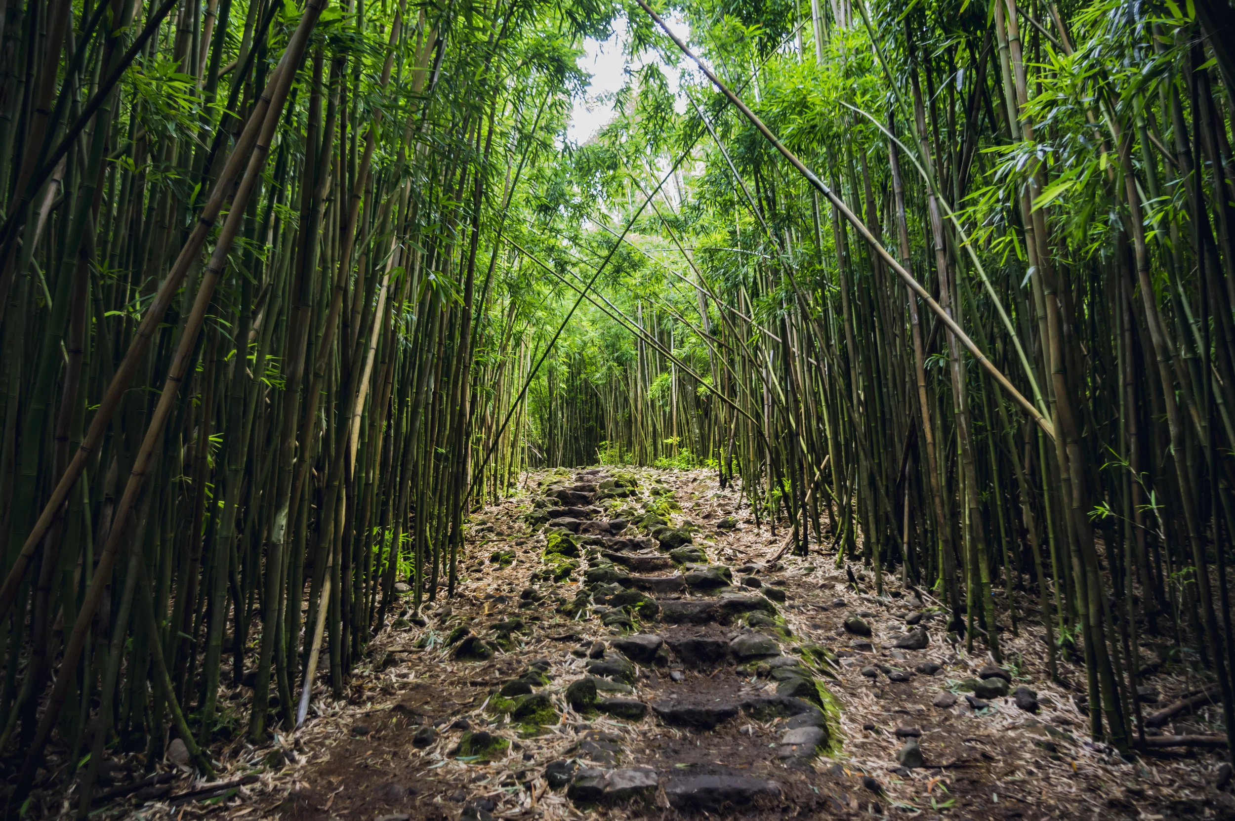Pipiwai-4.jpg