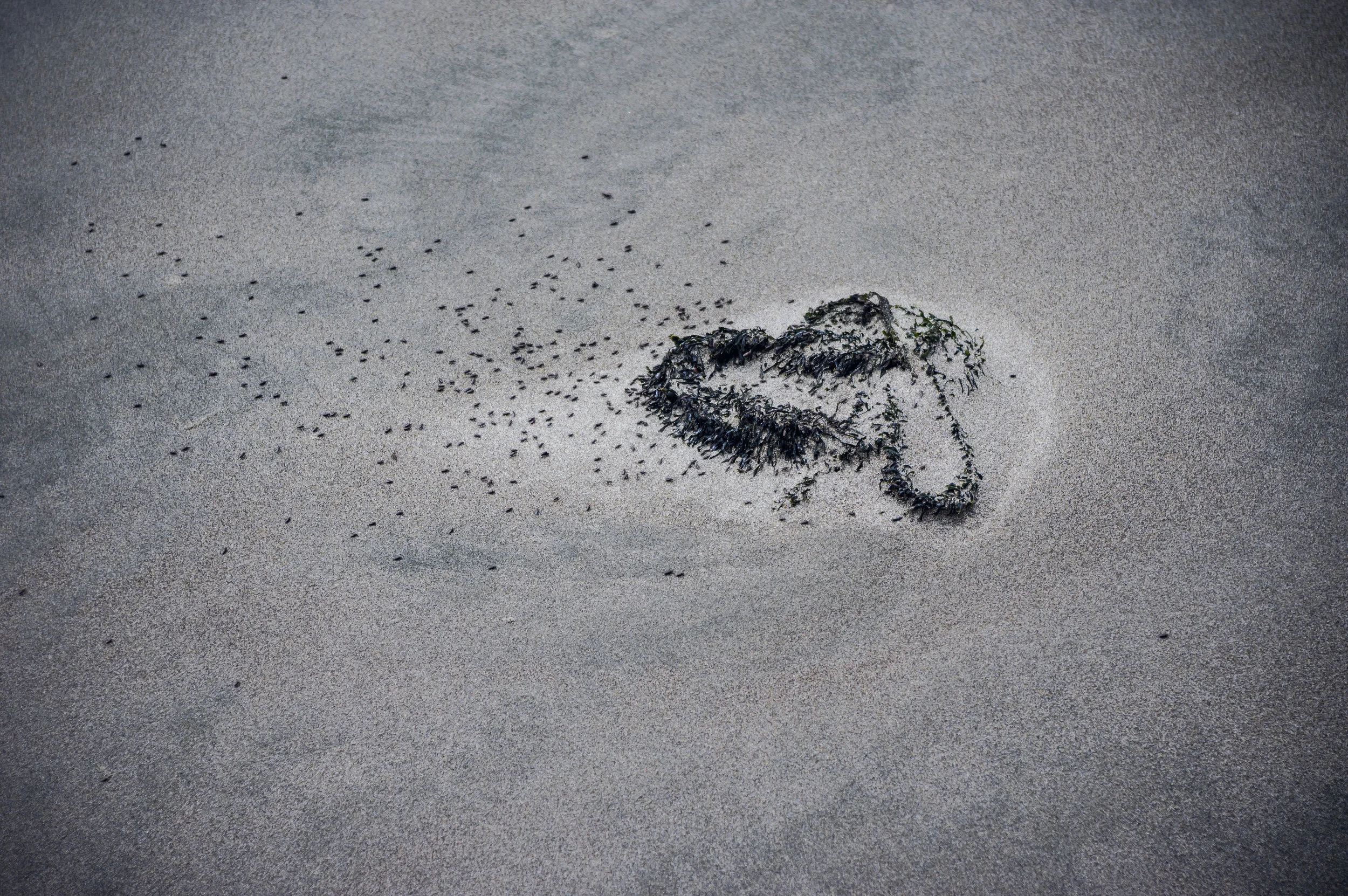 Circle of Life - flies fighting the wind to stay around a decompose the dead animal