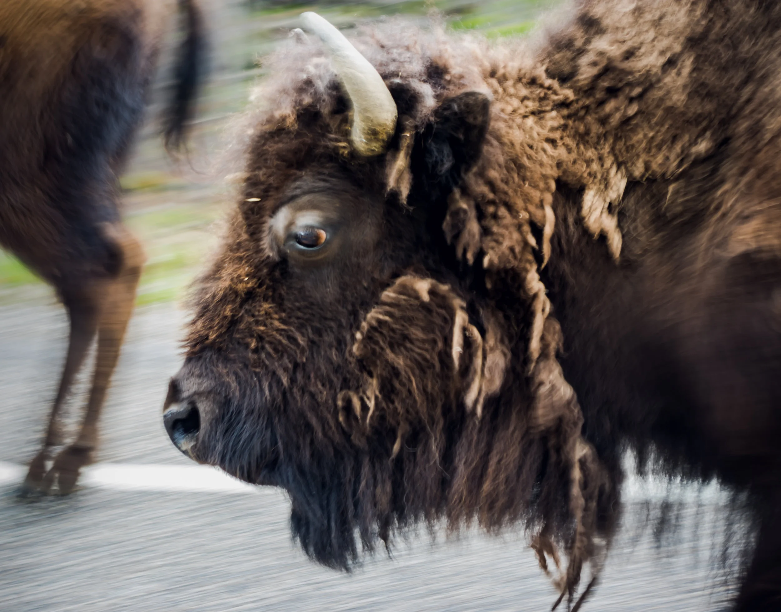 BIson-2.jpg