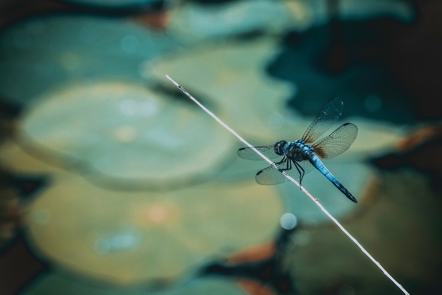 science-jouralist-writer-unsplash-deva-darshan-458931.jpg