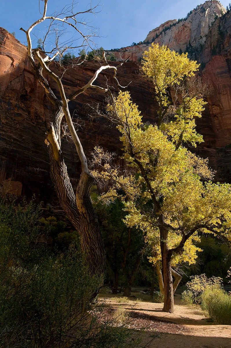 Upper Zion Canyon