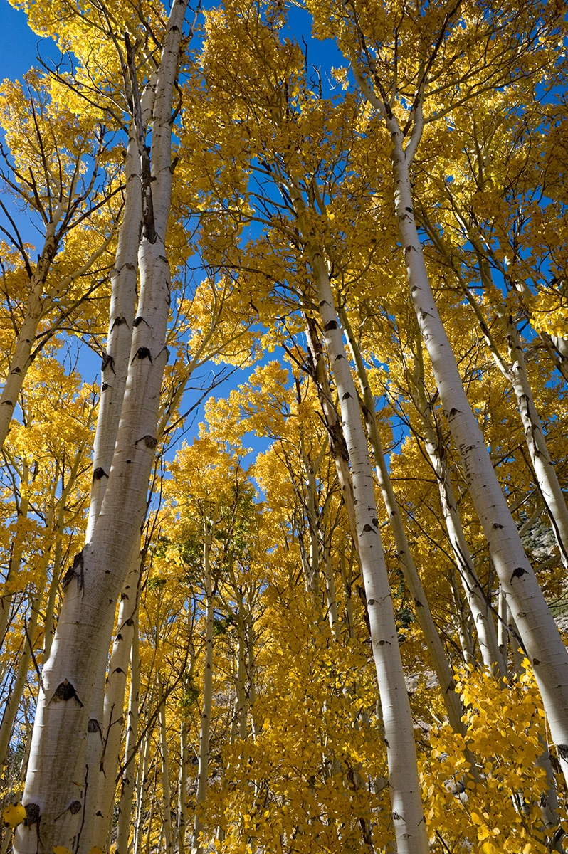 Lee Vining Canyon