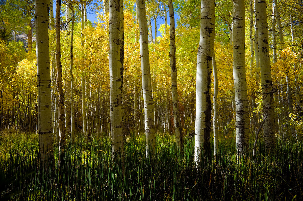 Lee Vining Canyon