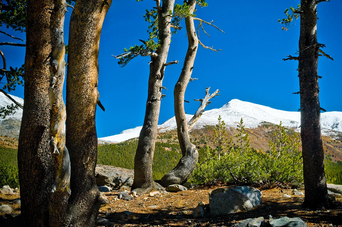 Tuolumne Meadows