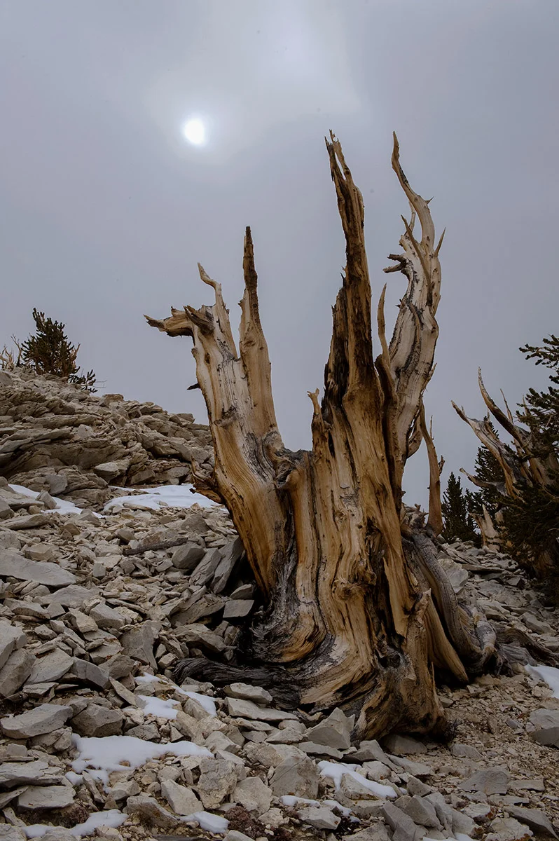 Patriarch Grove