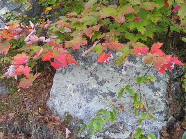 RESTORE: The North Woods launches new website