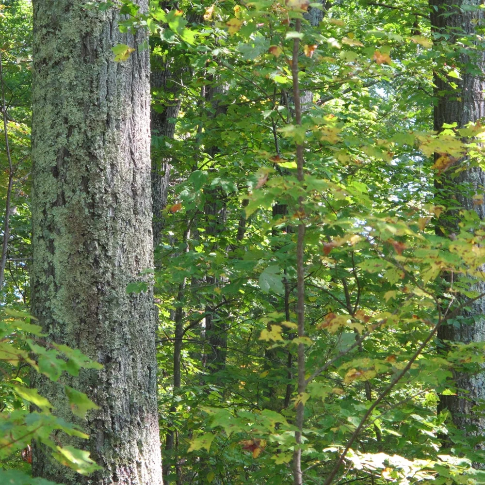 Quabbin-oak-forest-sm.jpg