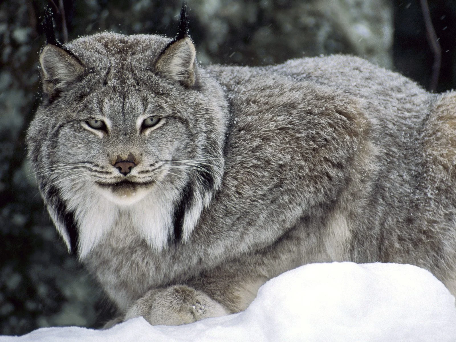Канадская Кошка Фото