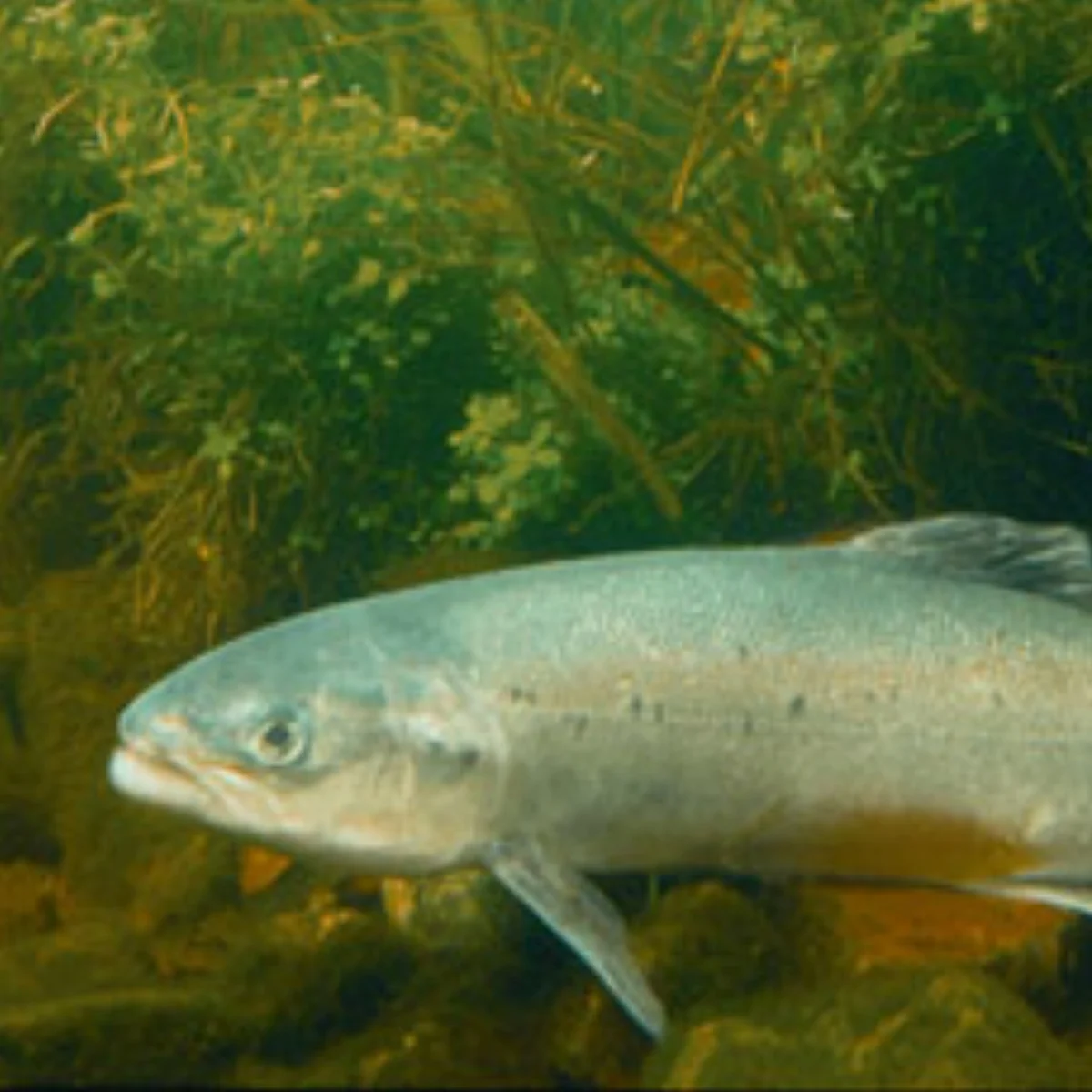 atlantic_salmon_USFWS copy.jpg