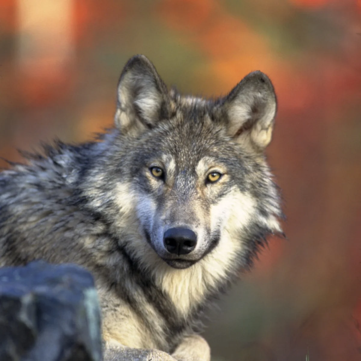 Gray wolf (