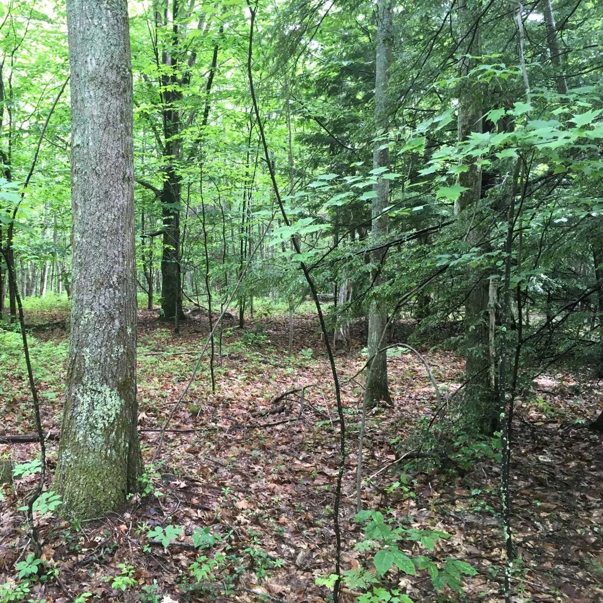 Oak forest, Wendell State Forest