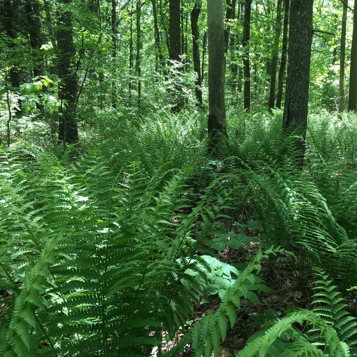 Ferns-Rachel-Carson-NWR-mjk_sm.jpg
