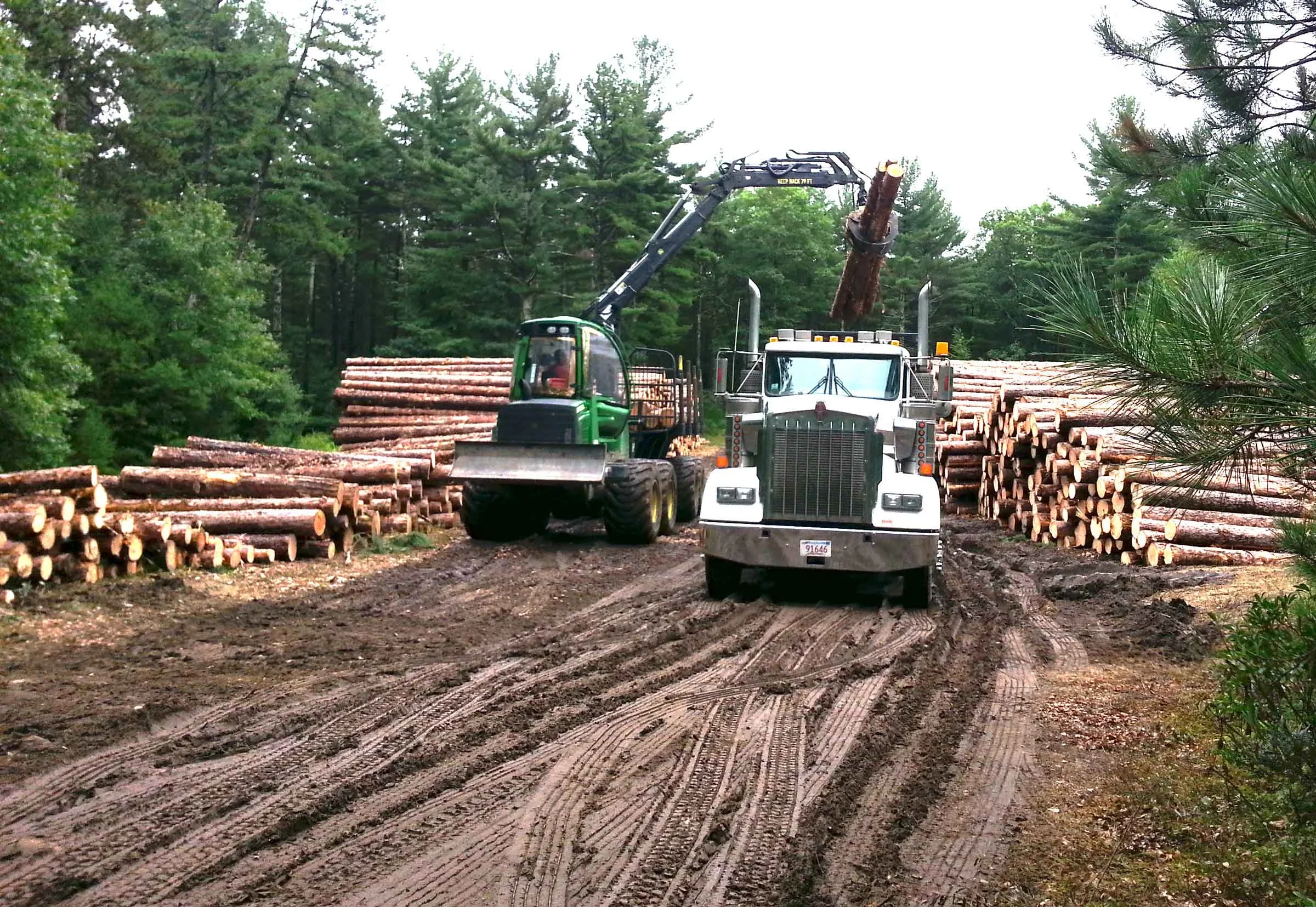 Wendell State Forest logging operation, September 2018