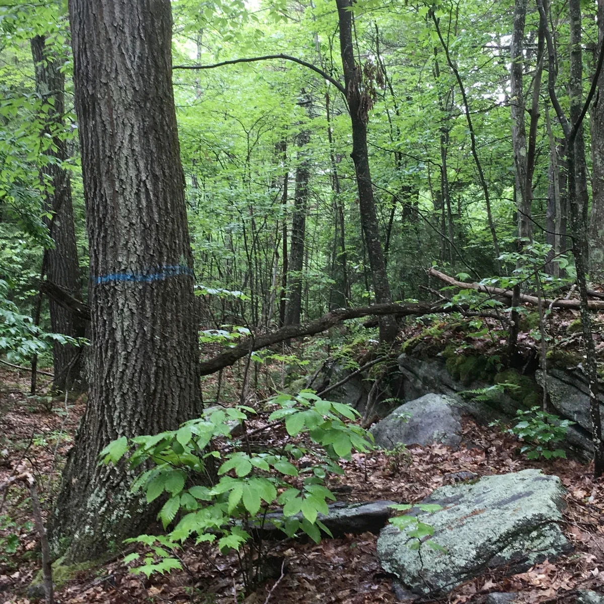 Big oak marked for cutting, Wendell State Forest