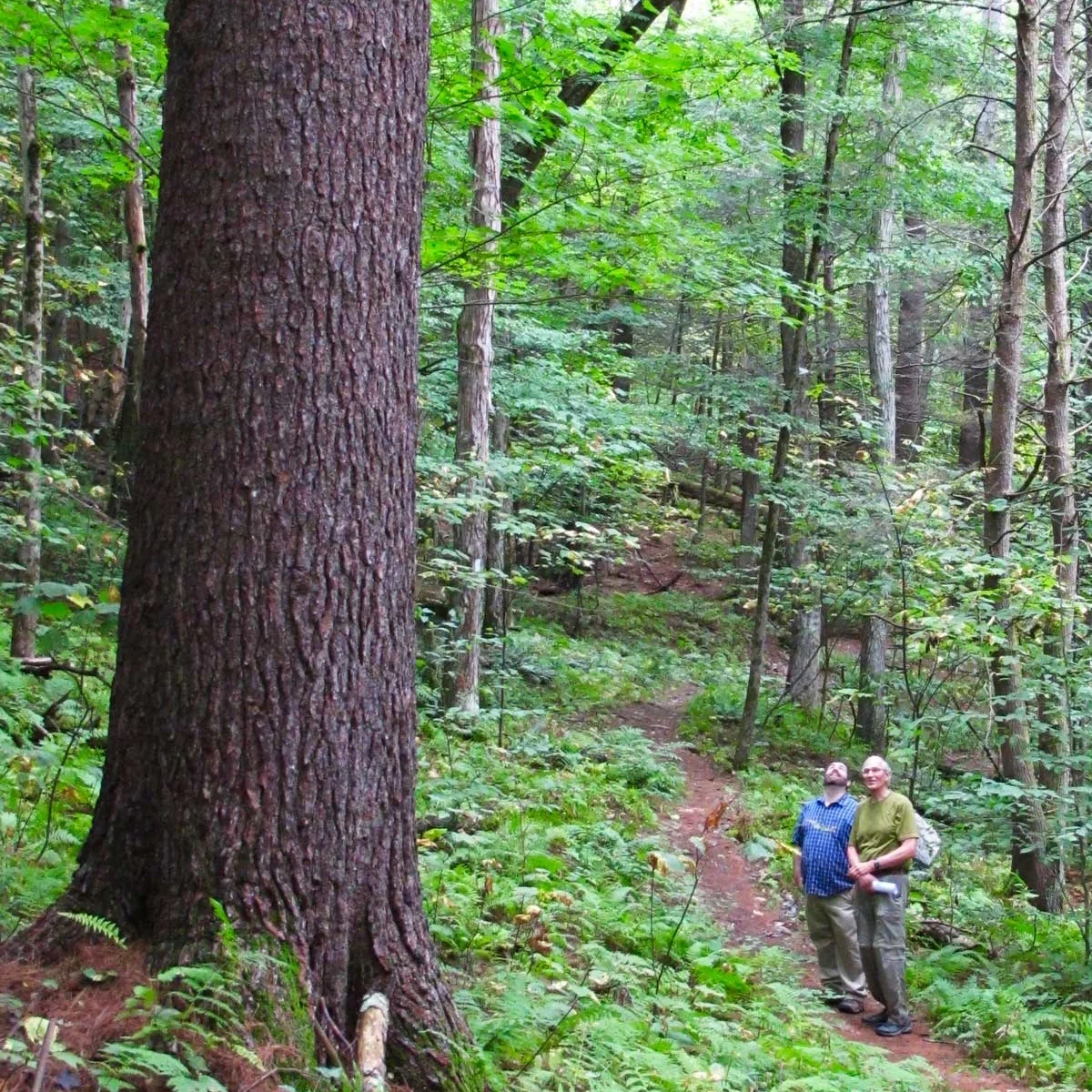 Old-growth white pine, Mohawk Trail State Forest