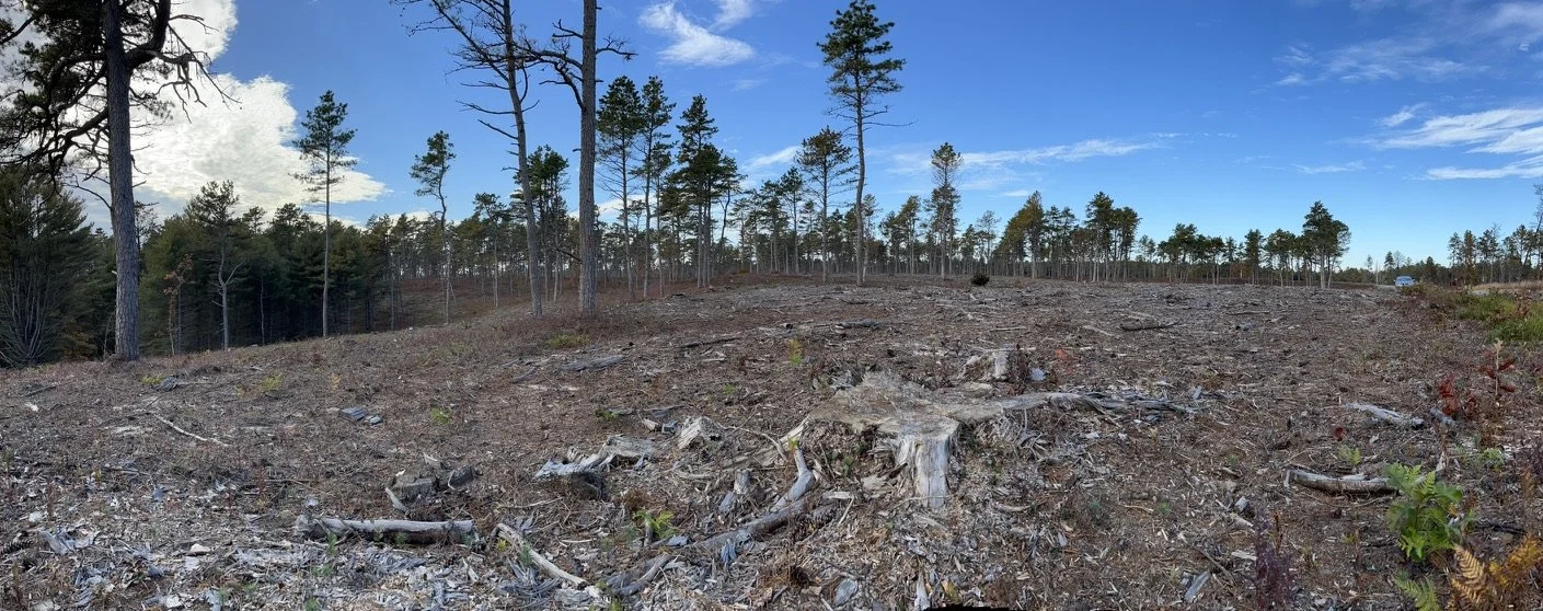 MSSF clearcut pano 2023.jpeg