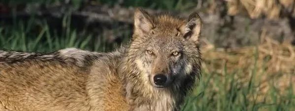 Potential for Wolf Restoration in New England