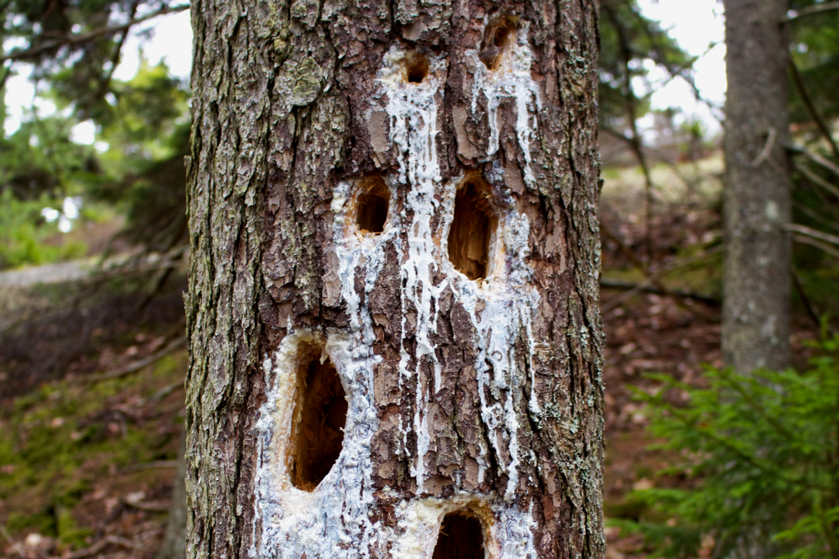 Here are some animal signs to look out for while hiking in Maine
