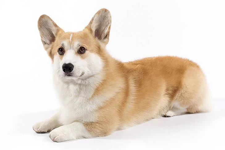 Among the most agreeable of all small housedogs, the Pembroke Welsh Corgi is a strong, athletic, and lively little herder who is affectionate and companionable without being needy. They are one the world's most popular herding breeds.