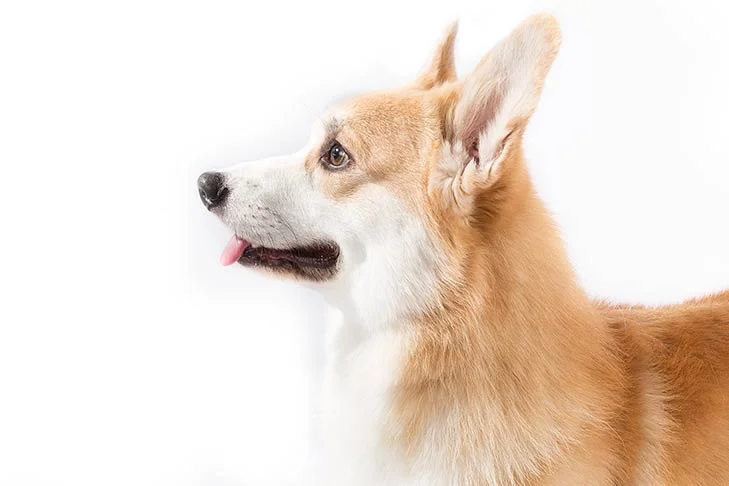 Pembroke-Welsh-Corgi-On-White-02.jpg
