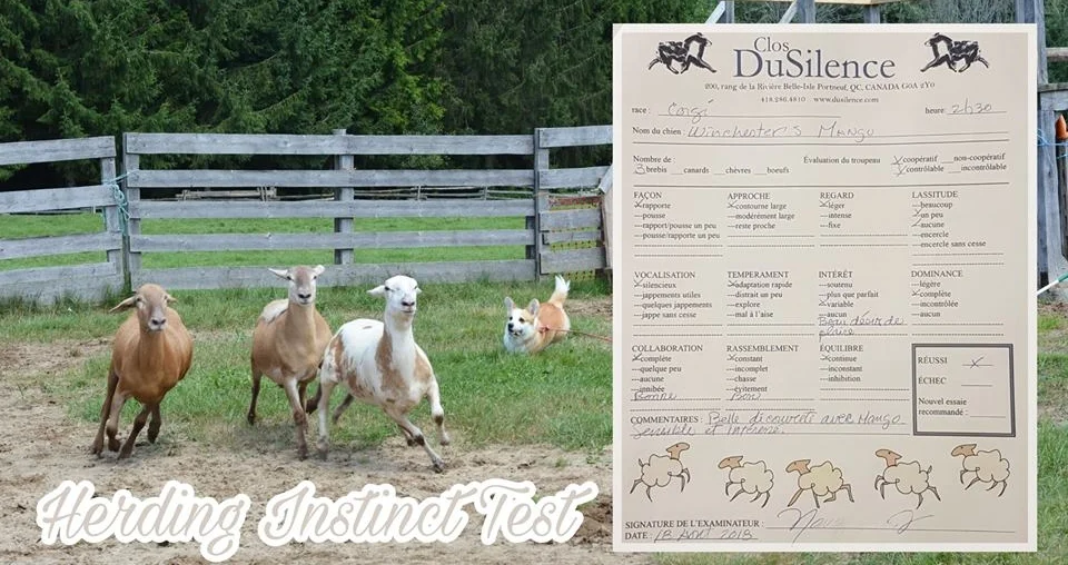 We also passed our Herding instinct Test on our first visit! (18/08/18)